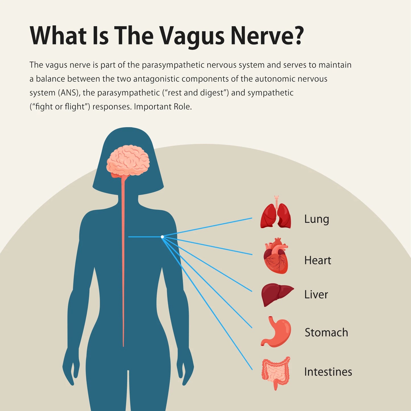 Zenowell Vagus Nerve Stimulation For Deep Sleep Anxiety Relief Drug-Free